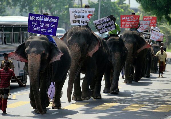 Слоны принимают участие в марше в Коломбо, Шри-Ланка