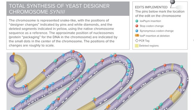 Схематическое изображение третьей хромосомы дрожжей. Желтые участки были “вырезаны” учеными, а синие, оранжевые и зеленые точки обозначают различные “оптимизации” и изменения в архитектуре генов