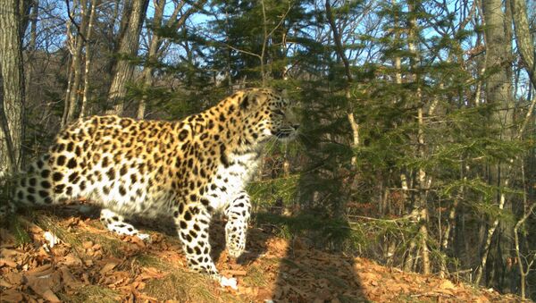 Дальневосточный леопард, запечатленный фотоловушкой.