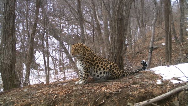 Дальневосточный леопард, запечатленный фотоловушкой. Архивное фото