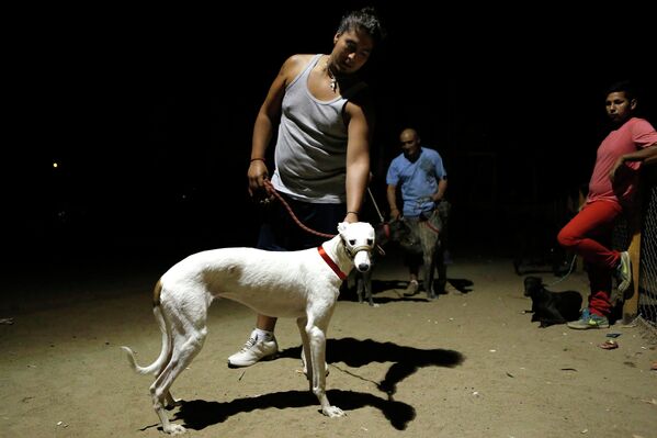 Хозяин и его грейхаунд во время собачьих бегов в Сантьяго, Чили