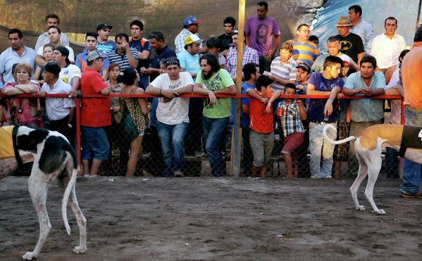 Тренеры, заводчики и игроки во врмя собачьих бегов в Сантьяго, Чили