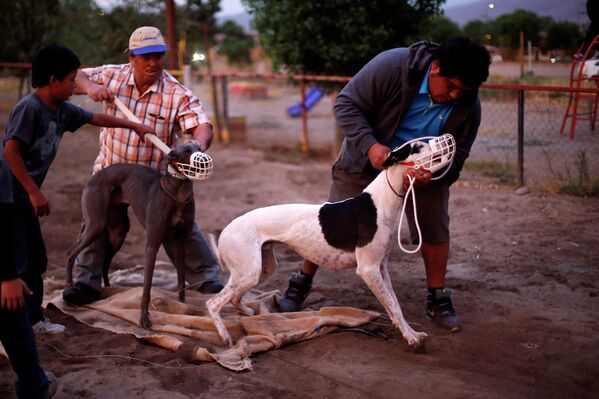Тренеры держат своих грейхаундов после окончания забега во время собачьих бегов в Сантьяго, Чили