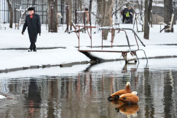 Утки на пруду Бекет возле Загородного шоссе в Москве