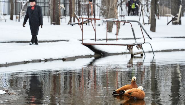 Утки на пруду Бекет возле Загородного шоссе в Москве. Архивное фото