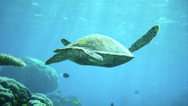 Черепаха на Большом Барьерном рифе. Архивное фото