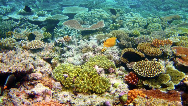 Заливные коралловые луга