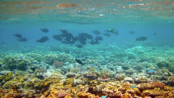 Кораллы Большого Барьерного рифа
