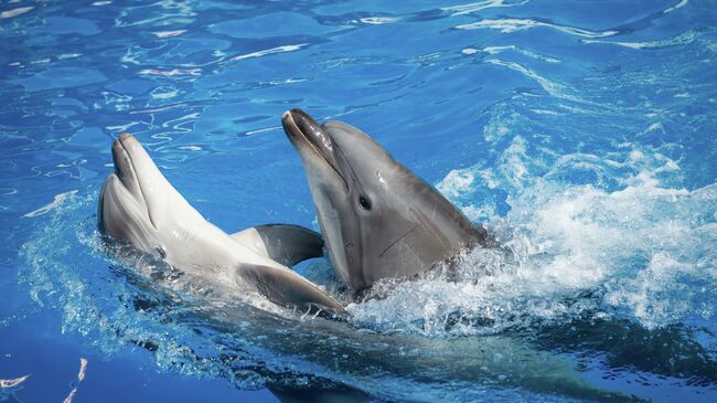 Дельфинарий. Архивное фото