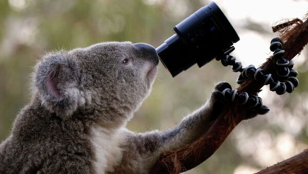 Австралийский коала смотрит в камеру в зоопарке Сиднея, Австралия
