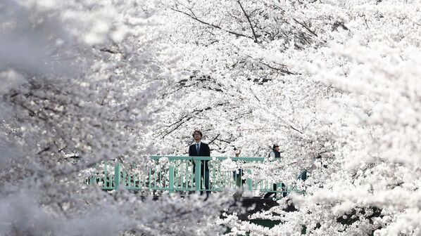 Мужчина смотрит на цветущую сакуру в Токио