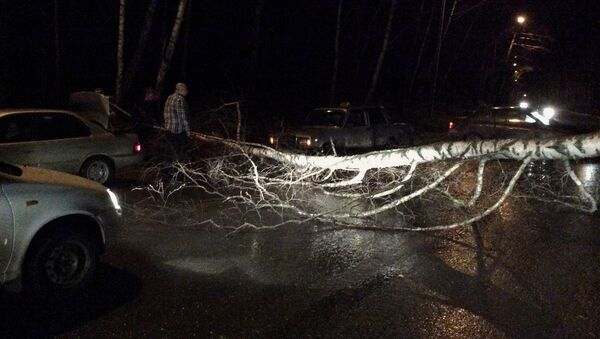 Сильный ветер в Томске повалил дерево на дорогу в Аникино, событийное фото