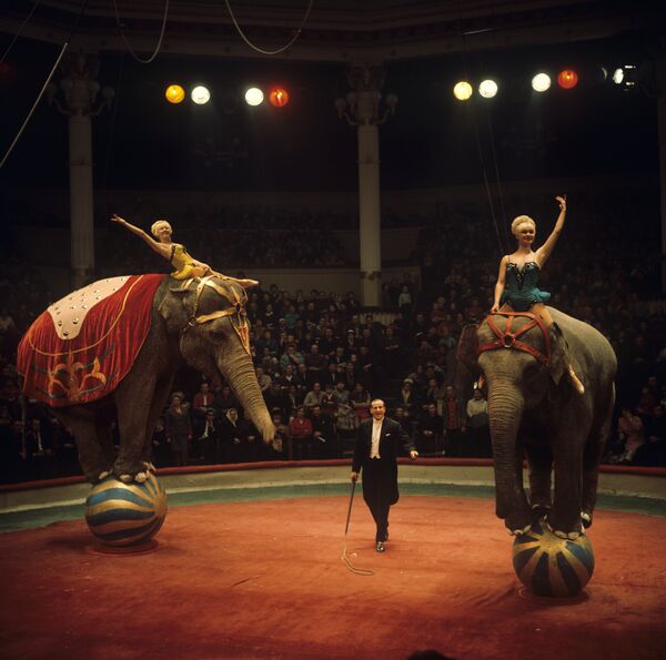 На арене цирка выступает дрессировщик А. Корнилов со своими слонами