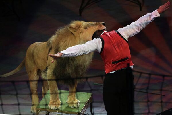 Дрессировщик Владислав Гончаров кладет голову в пасть льва во время аттракциона Один среди львов