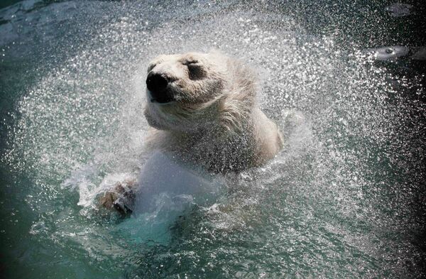 Белая медведица Аврора купается в бассейне зоопарка Роев ручей в Красноярске