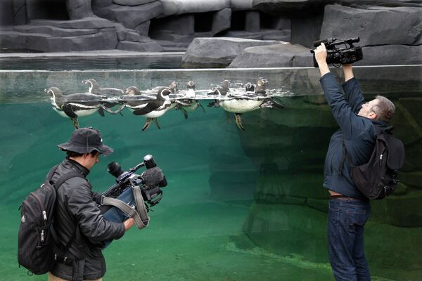 Журналисты снимают пингвинов Гумбольта в зоопарке Парижа, Франция