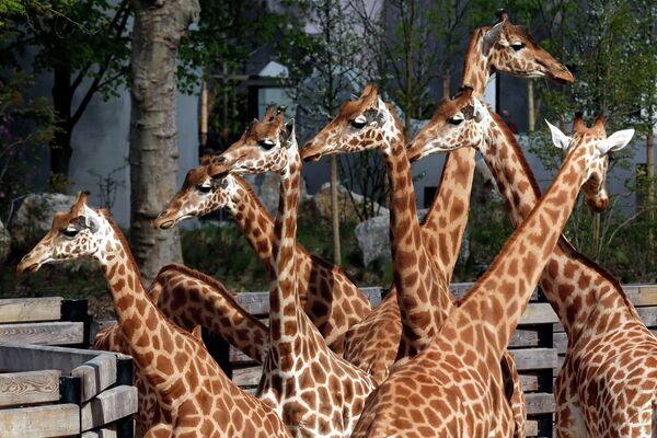 Жирафы в зоопарке Парижа, Франция