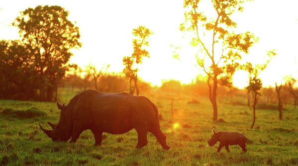 Белый носорог со своим детенышем в заповеднике Накасонгола, Уганда