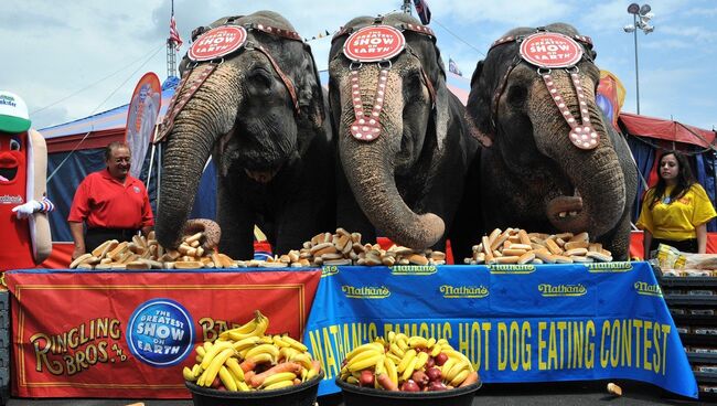 Слоны цирка Ringling Bros. and Barnum & Bailey Circus. Архивное фото