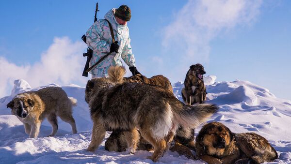 Пограничник с собаками, Арктика. Архивное фото.