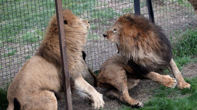 Парк львов Тайган в Крыму
