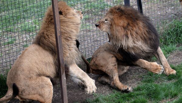Львы в сафари-парке в Крыму
