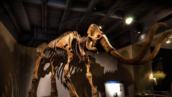 Скелет мамонта в музее. Архивное фото