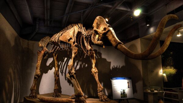 Скелет мамонта в музее