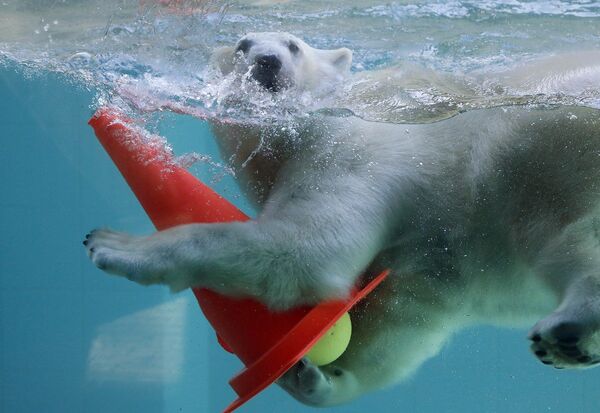 Молодой белый медведь играет в бассейне в зоопарке Вупперталя, Германия