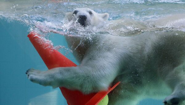 Молодой белый медведеь играет в бассейне в зоопарке Вупперталя, Германия