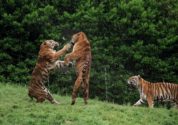 Тигры в зоопарке Янчжоу, Китай