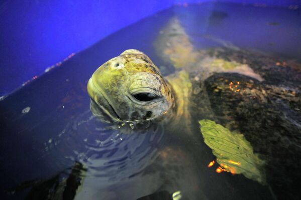 Зеленая морская черепаха в университете Консепсьон в Чили