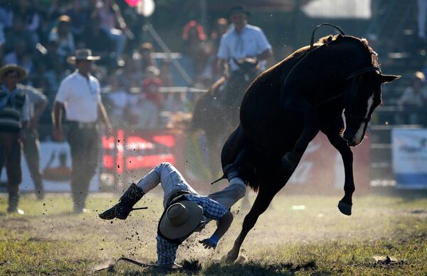 Гаучо объезжает лошадь на празднике Criolla Week в Монтевидео, Уругвай
