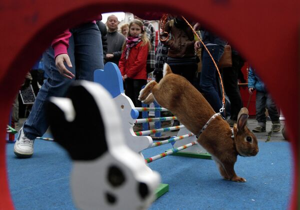 Кролик прыгает через препятствие на традиционной Пасхальной ярмарке в Праге