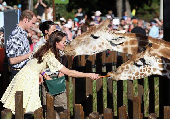 Принц Уильям и Кэтрин, Герцогиня Кембриджская, кормят жирафов в зоопарке Сиднея, Австралия