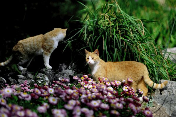 Коты в Никитском ботаническом саду в поселке Никита неподалеку от города Ялта в Крыму