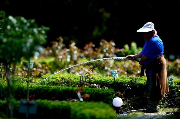 Работник поливает цветы в Никитском ботаническом саду в поселке Никита неподалеку от города Ялта в Крыму