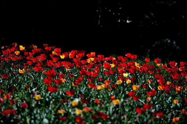 Цветы мака в Никитском ботаническом саду в поселке Никита неподалеку от города Ялта в Крыму