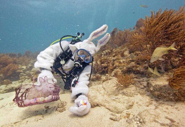 Человек в костюме пасхального зайца раскладывает яйца под водой в заповеднике Florida Keys National Marine Sanctuary off Key Largo во Флориде