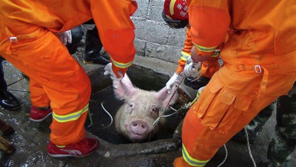 Пожарные спасают свинью угодившую в колодец