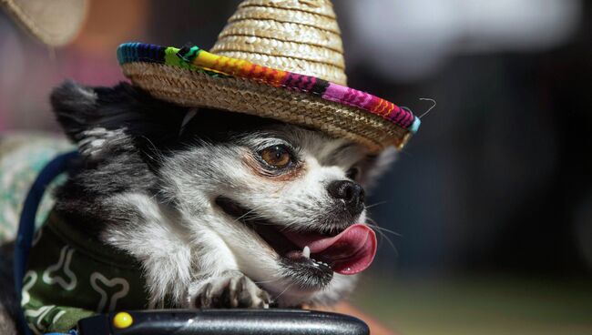 Чихуахуа по имени Бенито на Cinco de Mayo Festival