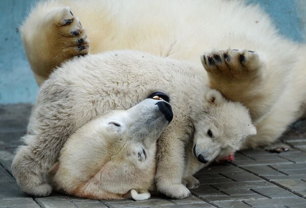 Белая медведица Герда со своим детенышем
