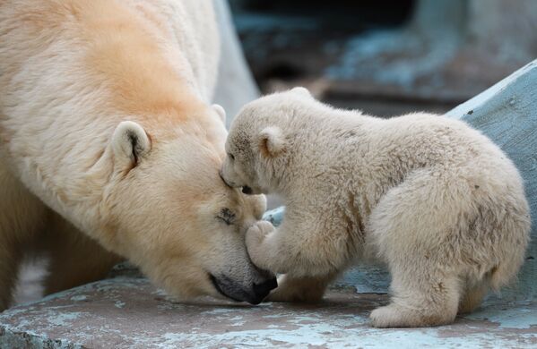 Белая медведица Герда со своим детенышем
