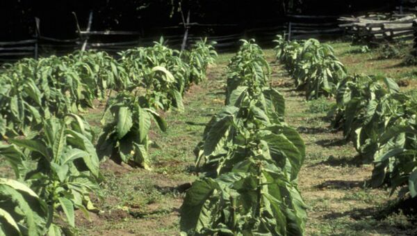 Табачная плантация в США