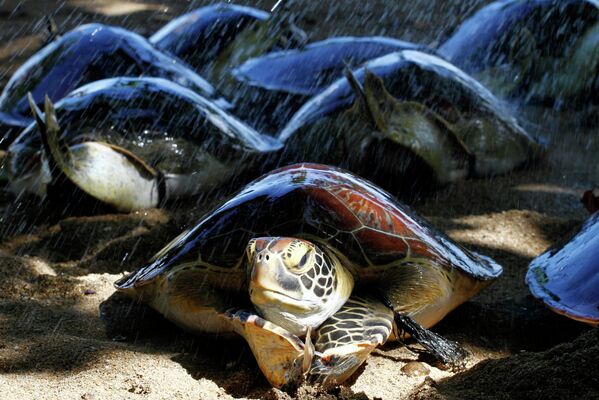 Морские черепахи на Бали в Индонезии