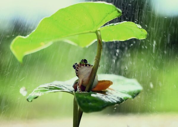 Лягушка прячется от дождя