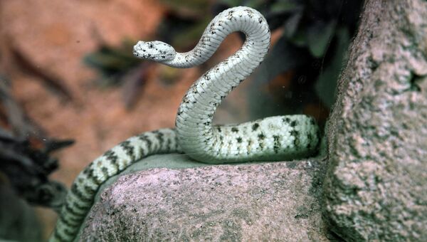 Гремучая змея в Лос-Анджелесе. Архивное фото