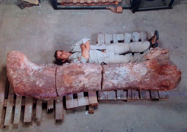 Кость динозавра, который, по мнению ученых, был самым крупным существом, когда-либо жившим на Земле, в археологическом музее в Трелью, Аргентина