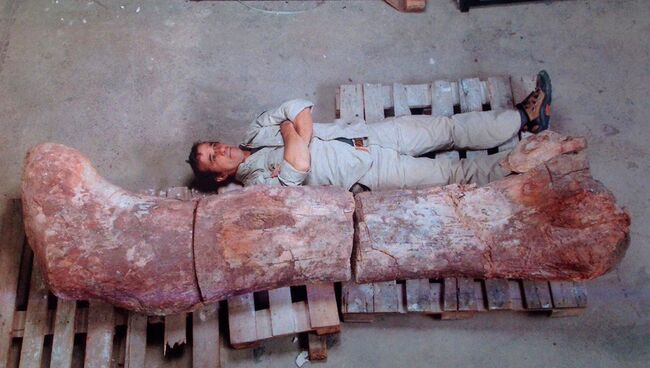 Кость динозавра, который, по мнению ученых, был самым крупным существом, когда-либо жившим на Земле, в археологическом музее в Трелью, Аргентина