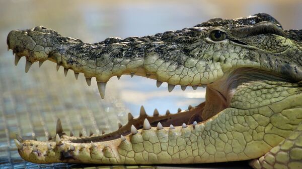 Взрослый нильский крокодил